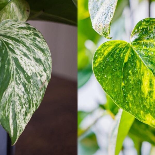 Marble Queen Vs Golden Pothos: Which is Best?