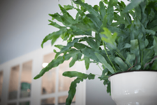 Mastering the Art of Growing and Caring for the Blue Star Fern