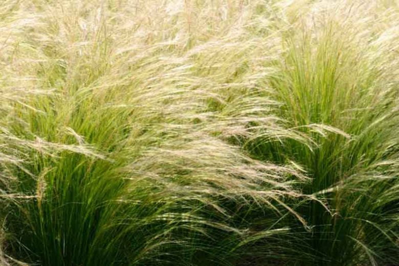 **Mexican Feather Grass: A Graceful Addition to Your Garden**