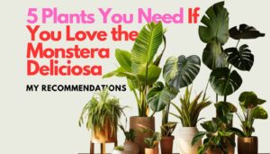 Mini Monstera Guide: A Must-Read for Plant Lovers