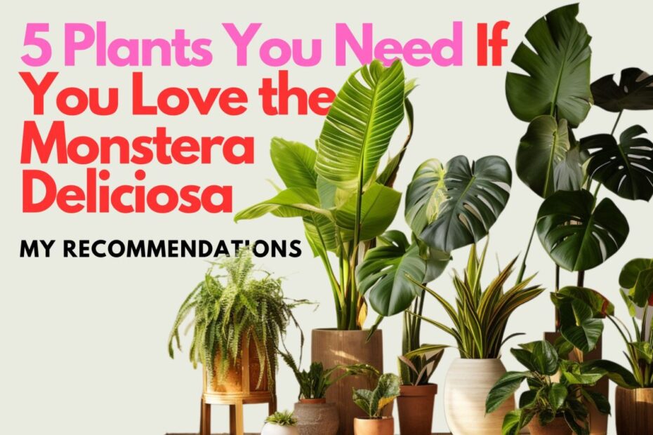 Mini Monstera Guide: A Must-Read for Plant Lovers