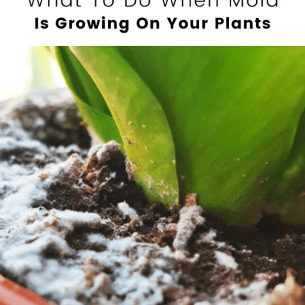 Mold on Your Houseplant Soil? Here Are 4 Ways to Fix It