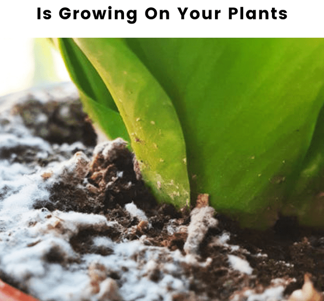 Mold on Your Houseplant Soil? Here Are 4 Ways to Fix It