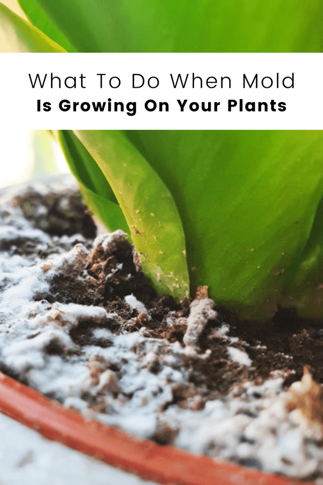 Mold on Your Houseplant Soil? Here Are 4 Ways to Fix It