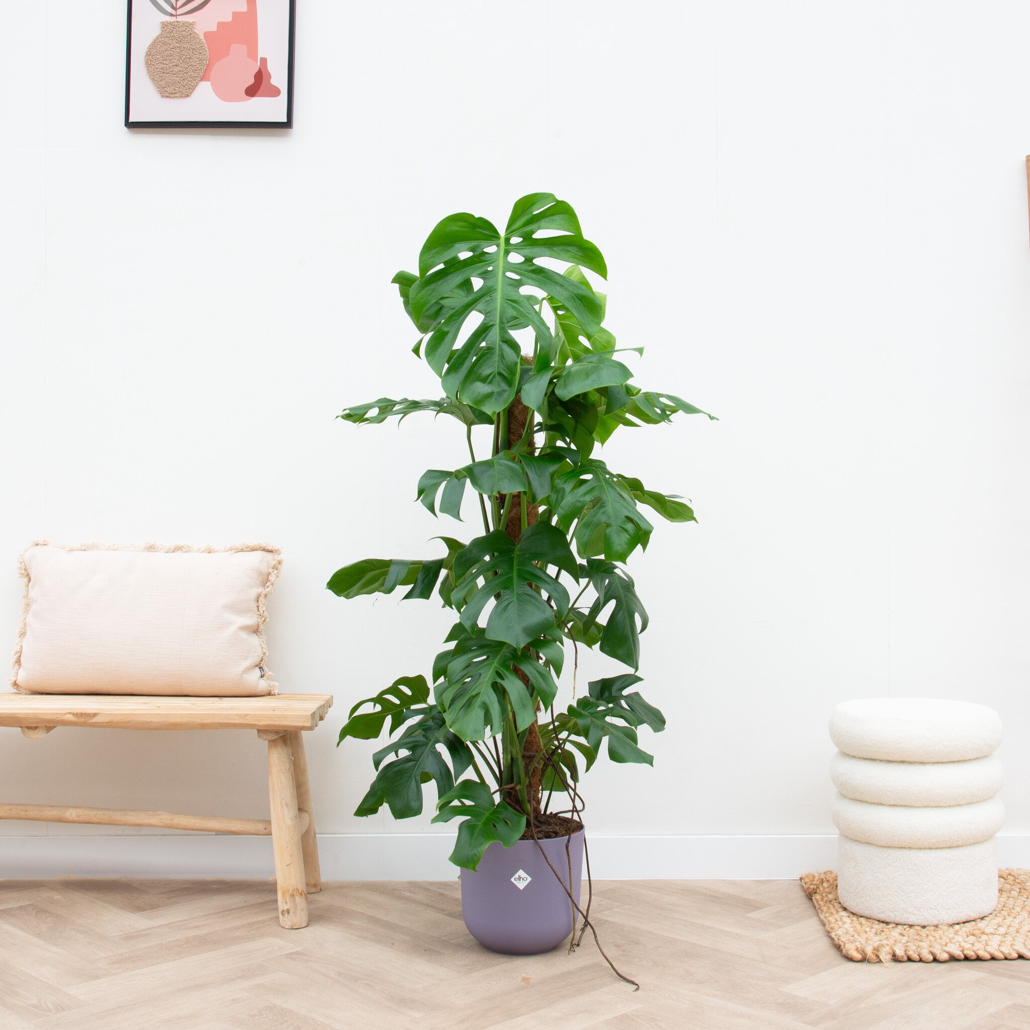 Monstera Deliciosa: The Trendy Houseplant!