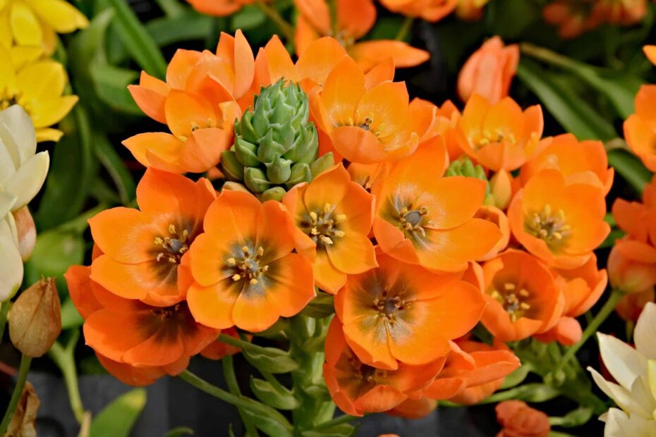 Orange Star Plants: A Complete Guide