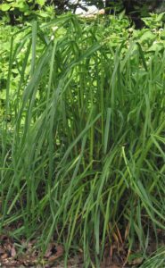 **Orchard Grass: A Versatile Grass for Your Lawn**