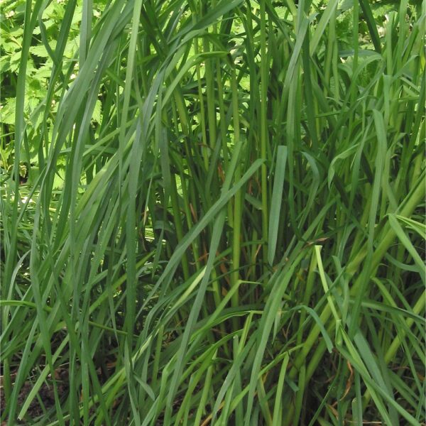 Orchard Grass: A Versatile Grass for Your Lawn