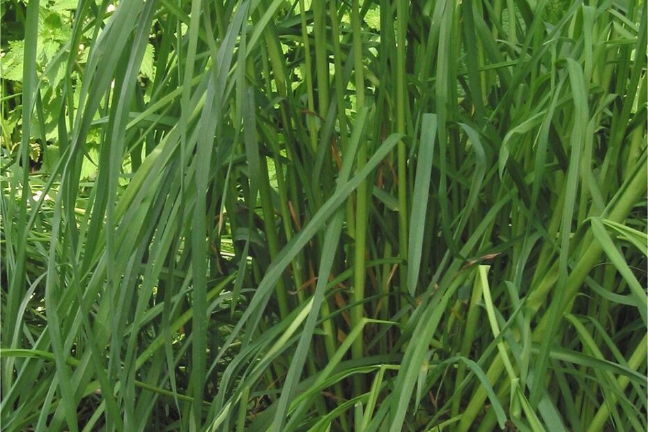 **Orchard Grass: A Versatile Grass for Your Lawn**