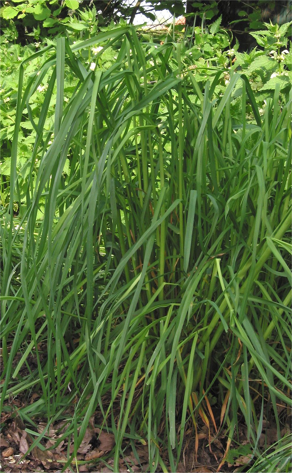 **Orchard Grass: A Versatile Grass for Your Lawn**