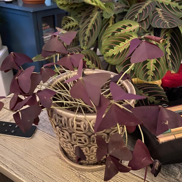 Oxalis Triangularis Drooping? Here's How to Revive It