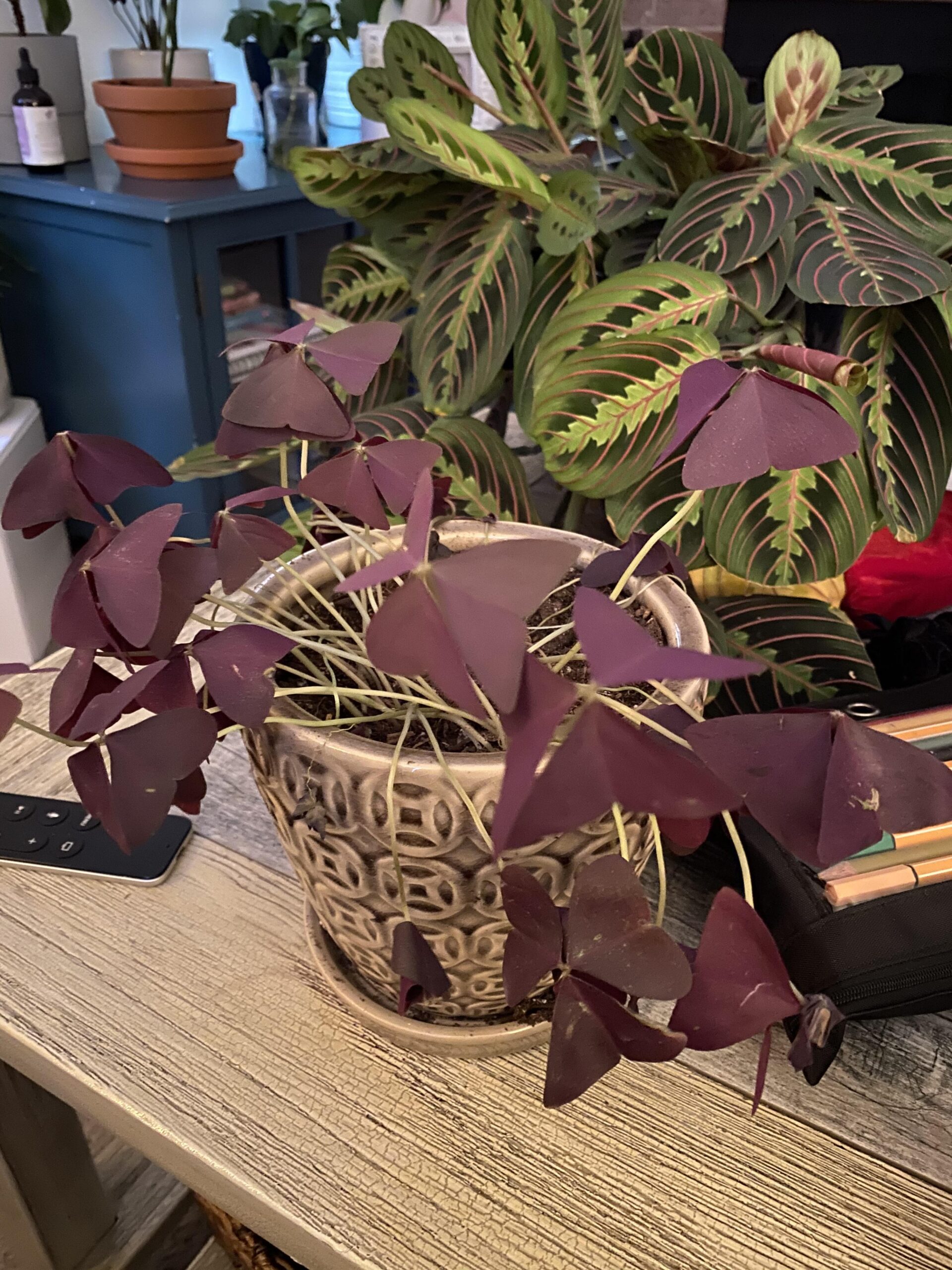 Oxalis Triangularis Drooping? Here's How to Revive It