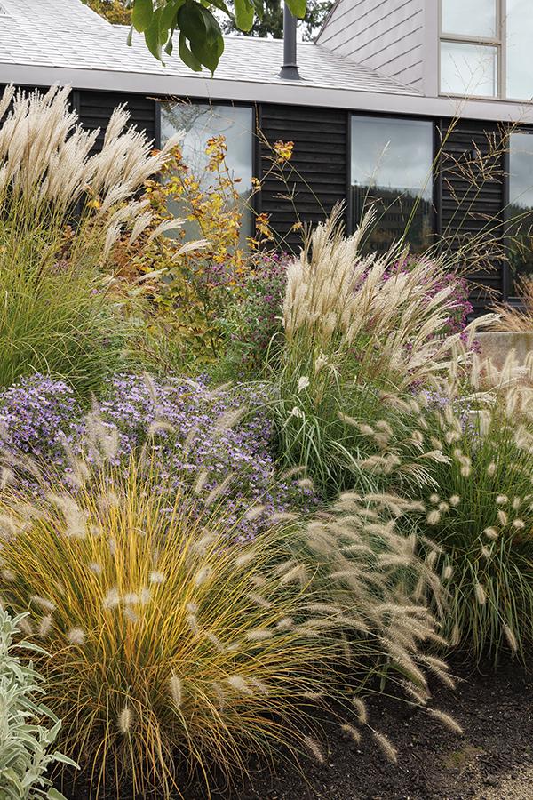 **Perennial Ornamental Grasses: A Timeless Addition to Any Landscape**