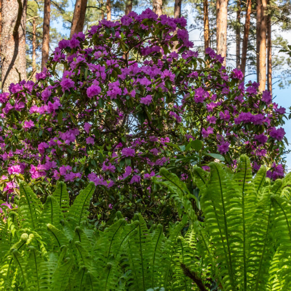 Pine Tree Partners: 5 Shrubs that Flourish