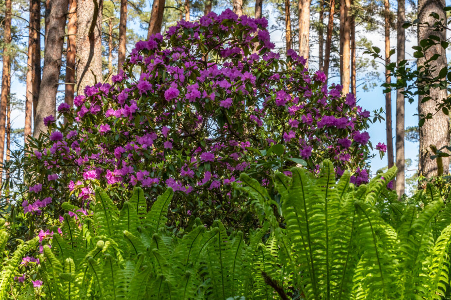 Pine Tree Partners: 5 Shrubs that Flourish