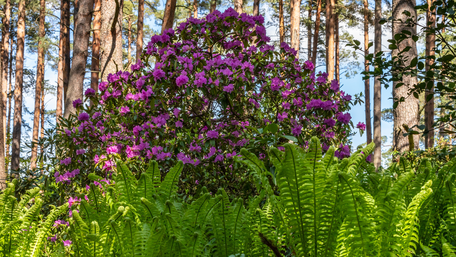 Pine Tree Partners: 5 Shrubs that Flourish