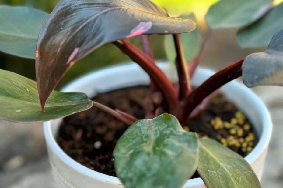 **Pink Princess Philodendron: A Guide to This Rare and Beautiful Plant**