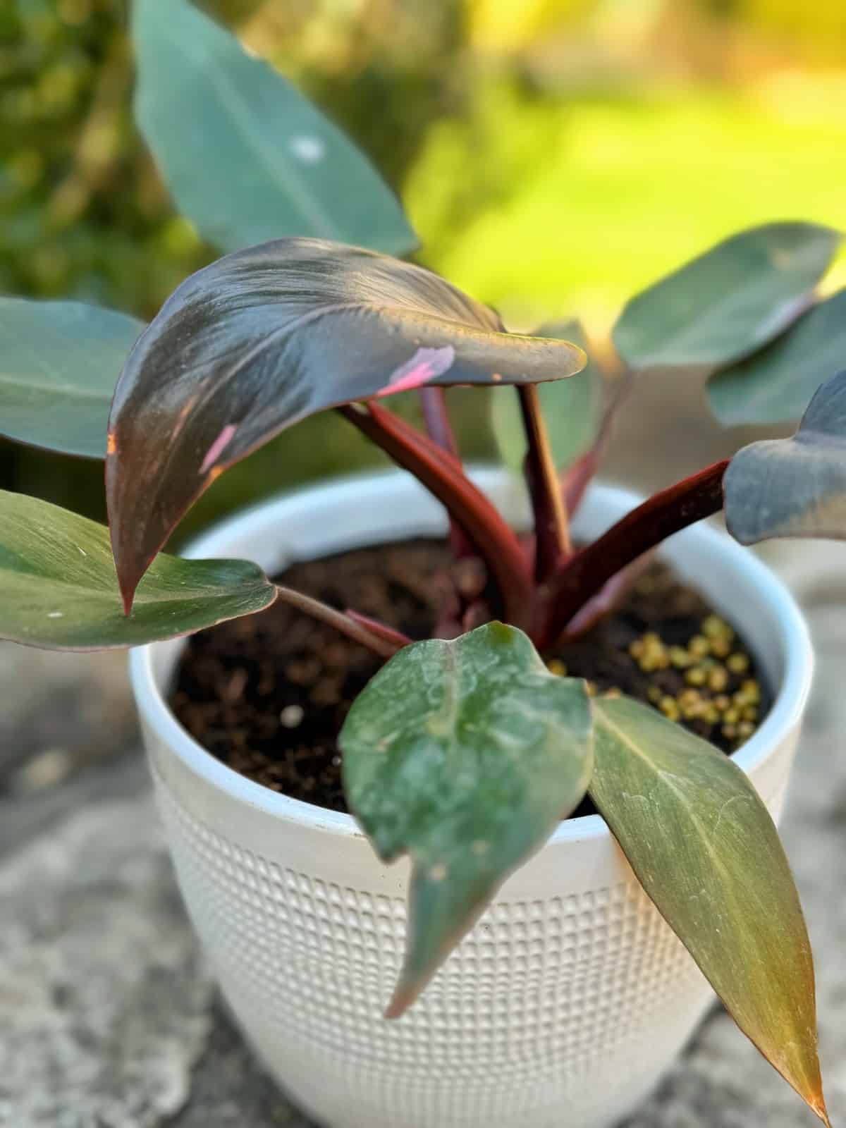 **Pink Princess Philodendron: A Guide to This Rare and Beautiful Plant**