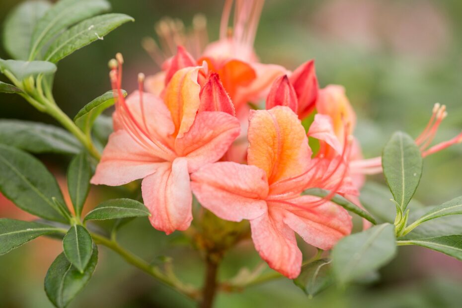 Planting an Orange Azalea: A Step by Step Guide