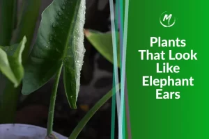 Plants that Look Like Elephant Ears: A Visual Delight