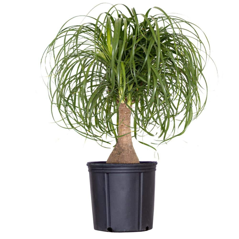 Ponytail Palm Craze Takes Over Plant Shops Nationwide!