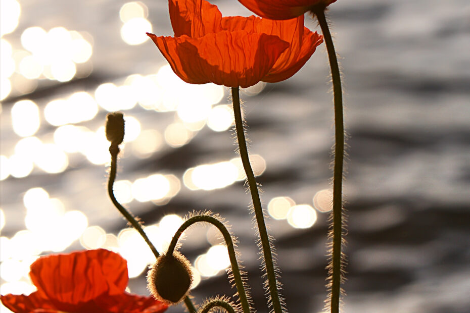 * **Poppies: The Flower of Life and Death**