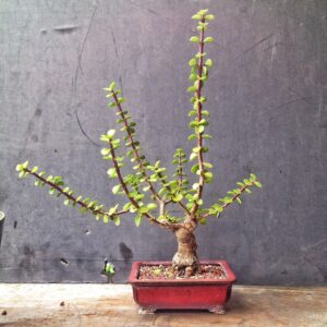 Portulacaria Afra Care: Pruning and Maintenance Tips