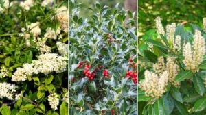 Privacy Please: Fast-Growing Shrubs for Seclusion