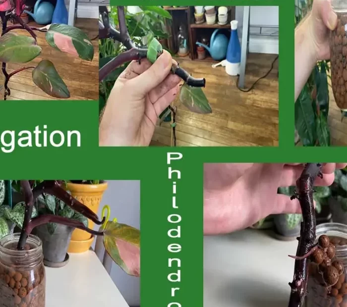 Propagating Philodendron Pink Princess: A Complete Guide