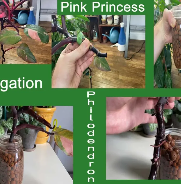 Propagating Philodendron Pink Princess: A Complete Guide