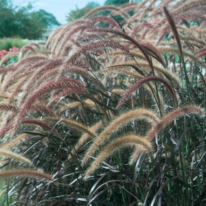 **Purple Fountain Grass: A Graceful Addition to Any Garden**