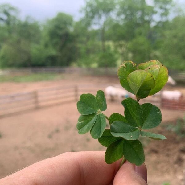 Rare Discovery: Giant Four Leaf Clover Found in Local Park