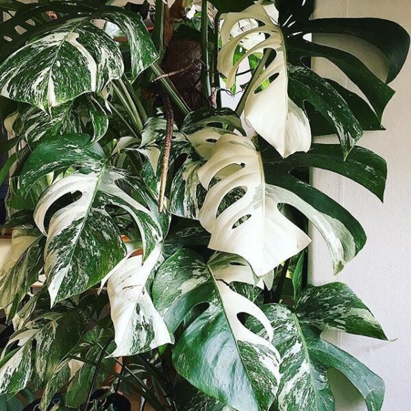 Rare Monstera Albo Plant Sells for Record Price