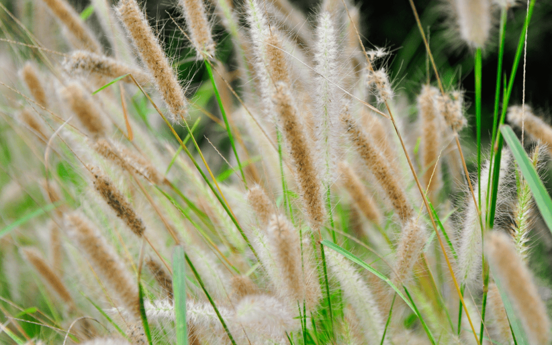 Revealing the Hidden Intrigues of the Menacing Foxtail Grass