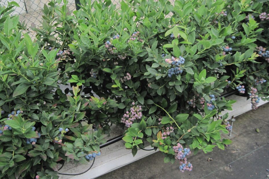 Revolutionary Breakthrough in Blueberry Plant Cultivation 🌿