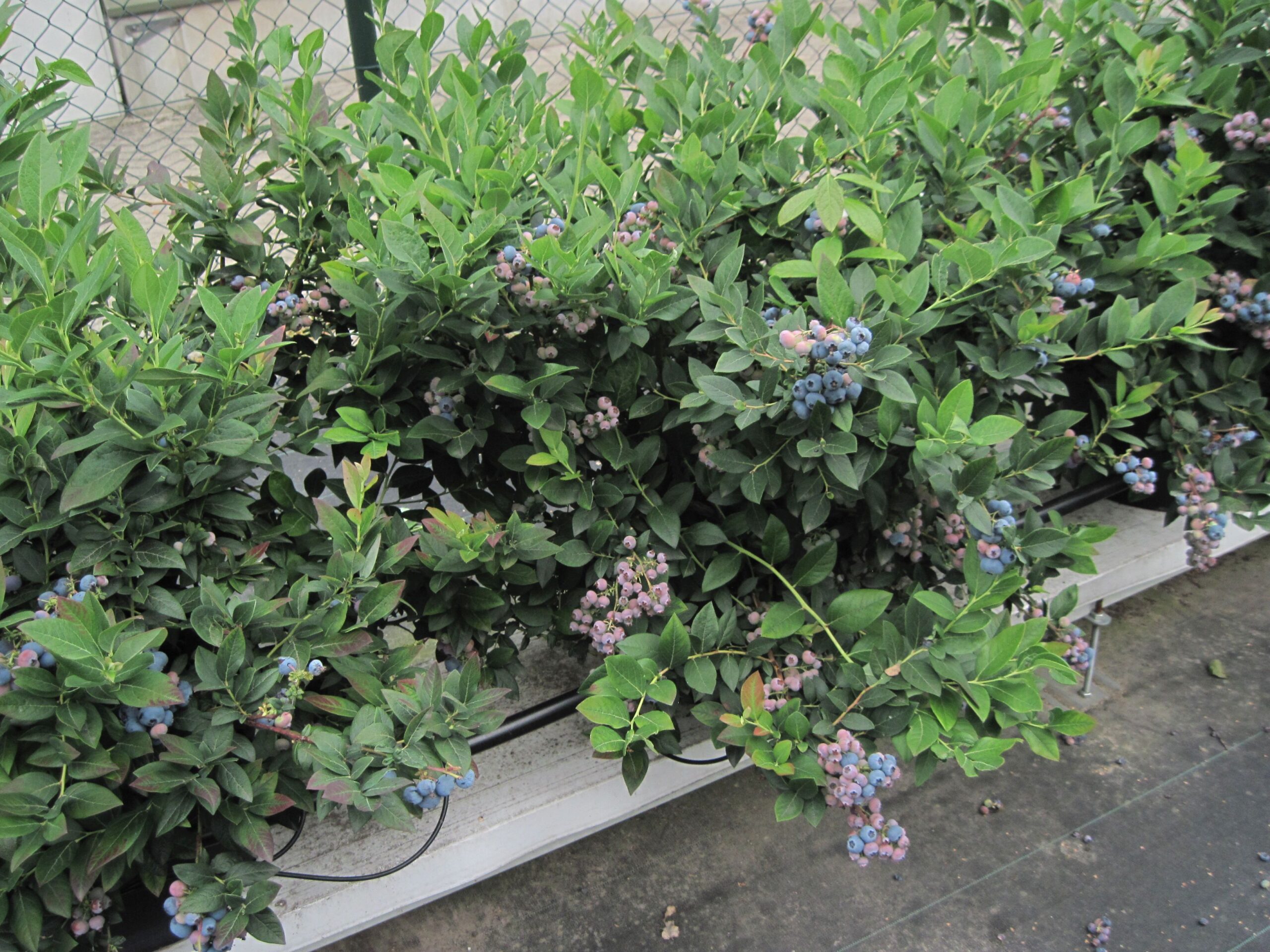 Revolutionary Breakthrough in Blueberry Plant Cultivation 🌿