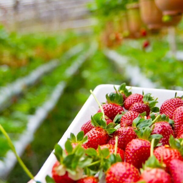 Revolutionize Your Strawberry Garden: Discover the Ultimate Companion Plants