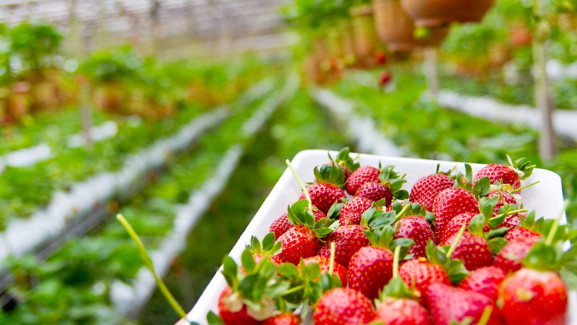 Revolutionize Your Strawberry Garden: Discover the Ultimate Companion Plants