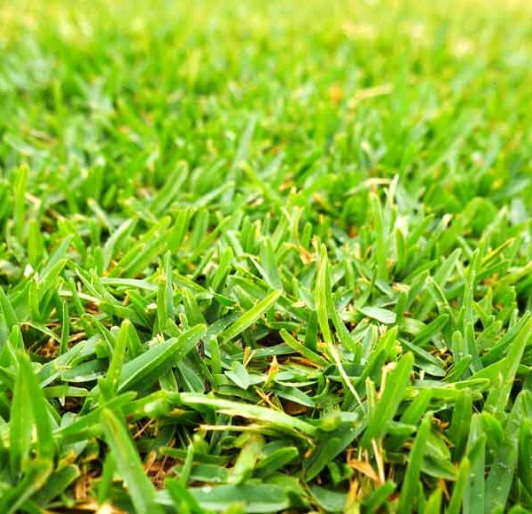 Revolutionizing Lawns: The Rise of Buffalo Grass