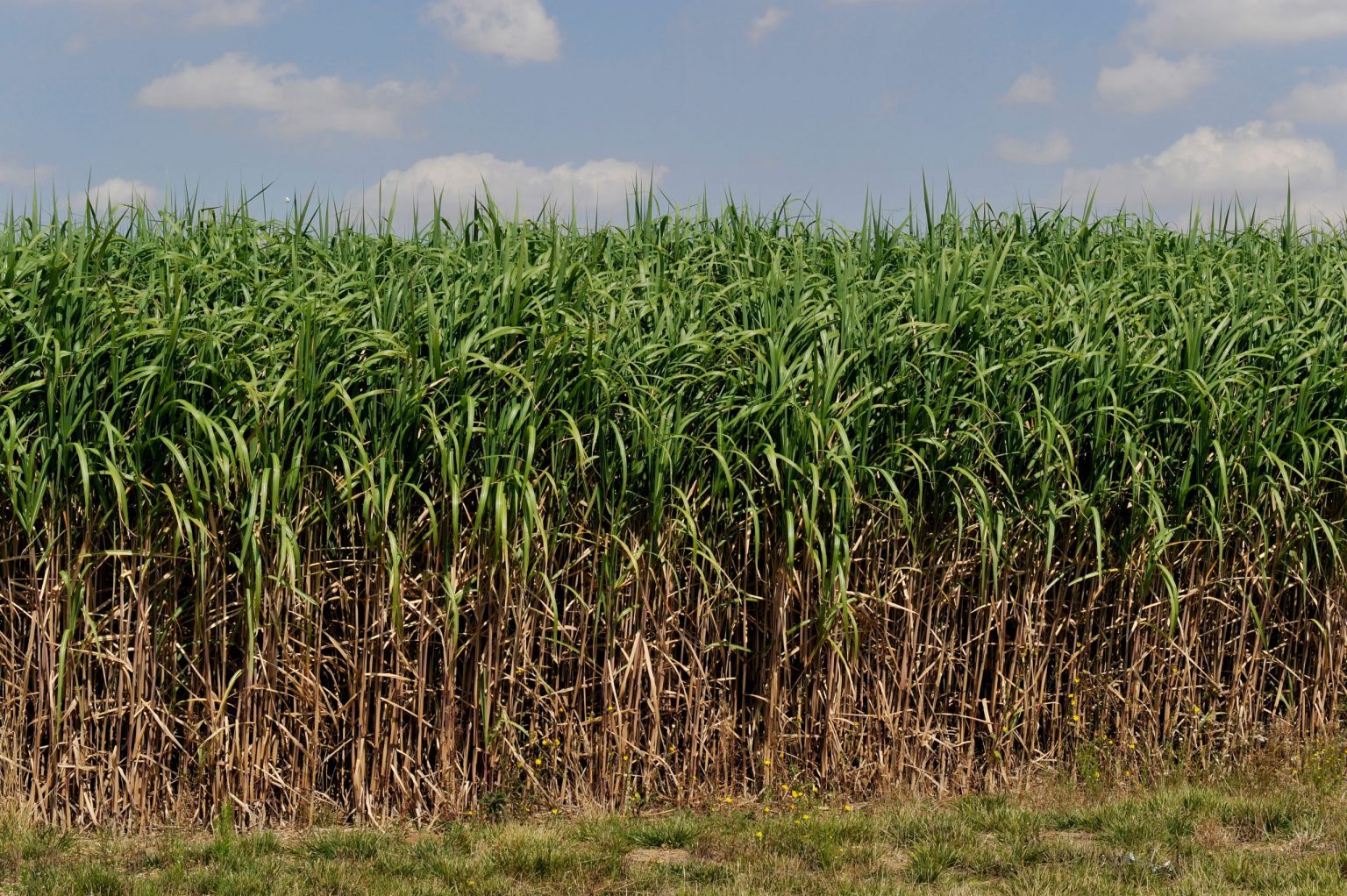 Elephant Grass Promises High Yields and Environmental Benefits