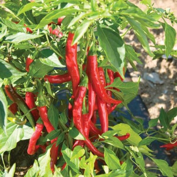 Spice Up Your Garden with the Fiery Charm of Cayenne Pepper! ️