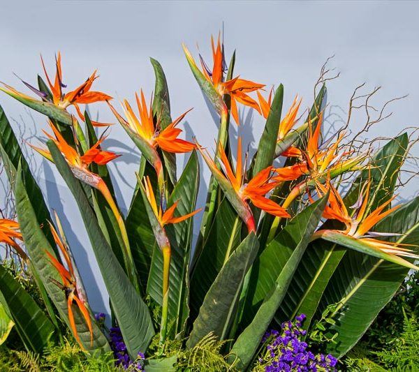 The Birds of Paradise: Growing and Maintenance Guide