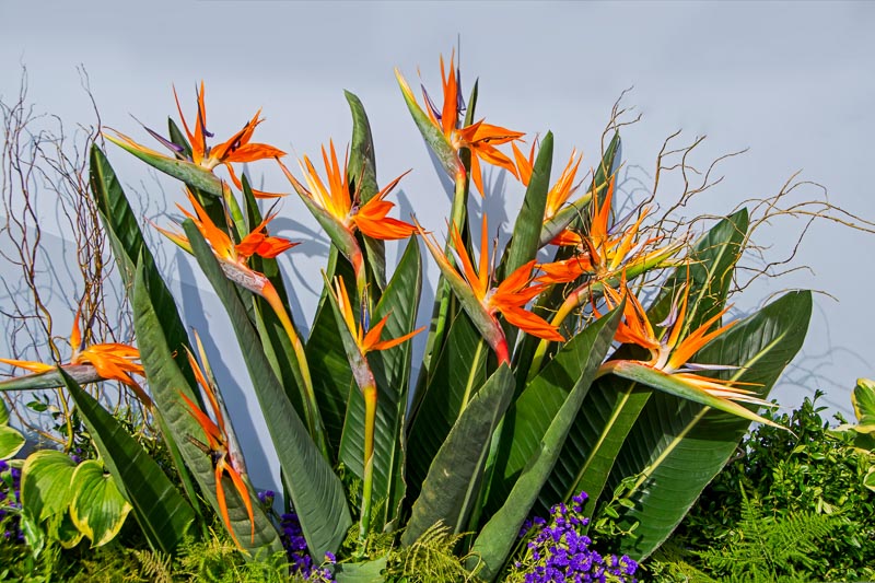 The Birds of Paradise: Growing and Maintenance Guide