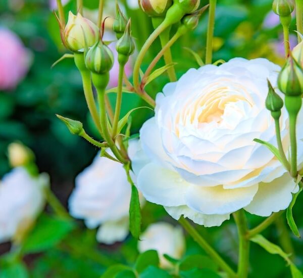 The Lifespan of a Rose Plant: Facts and Fascinating Insights