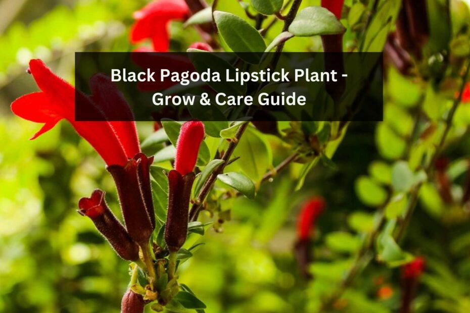 The Ultimate Guide to the Growth and Care of the Black Pagoda Lipstick Plant