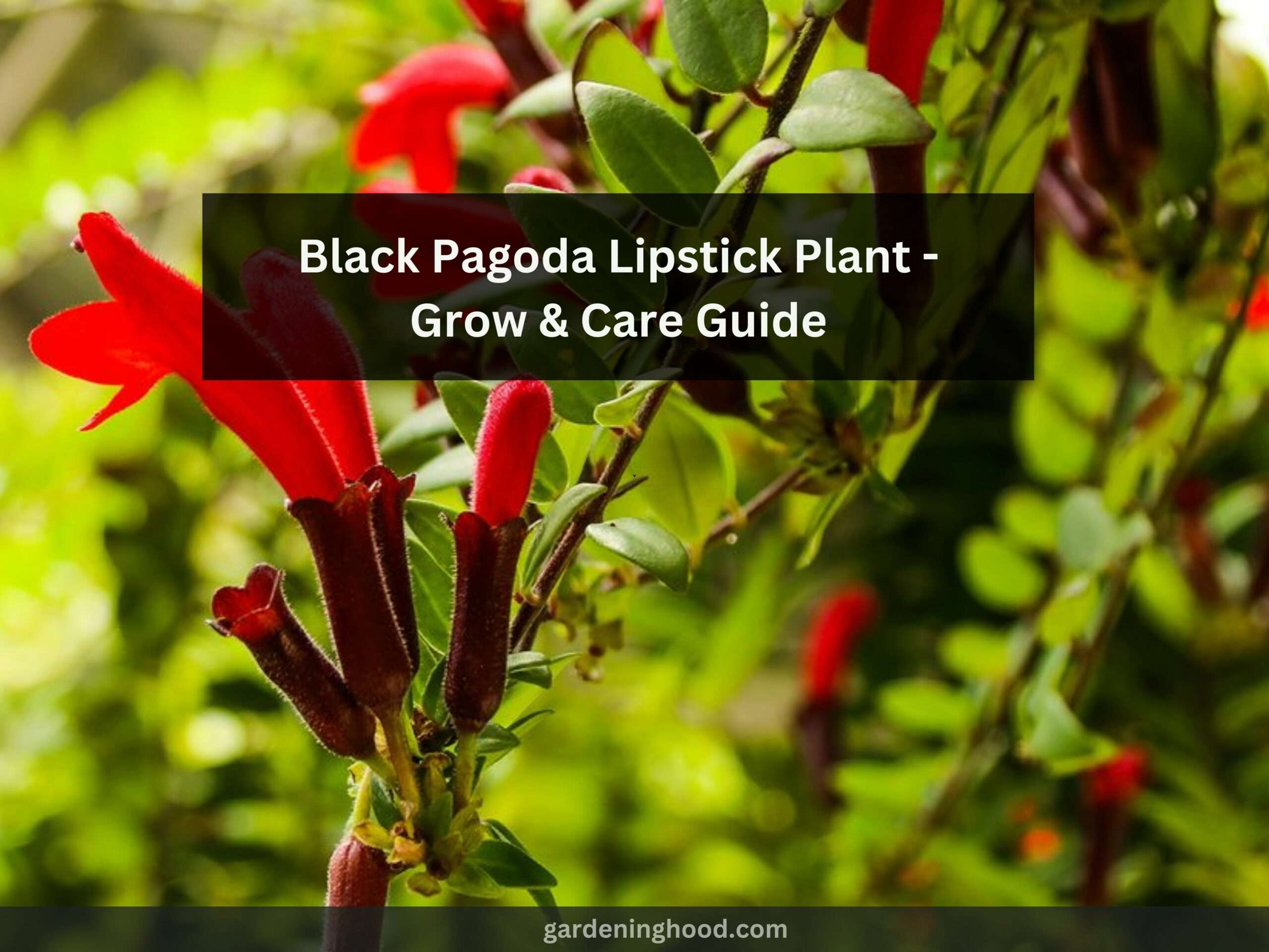 The Ultimate Guide to the Growth and Care of the Black Pagoda Lipstick Plant