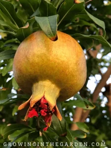 The Ultimate Step-by-Step Guide to Growing Pomegranates