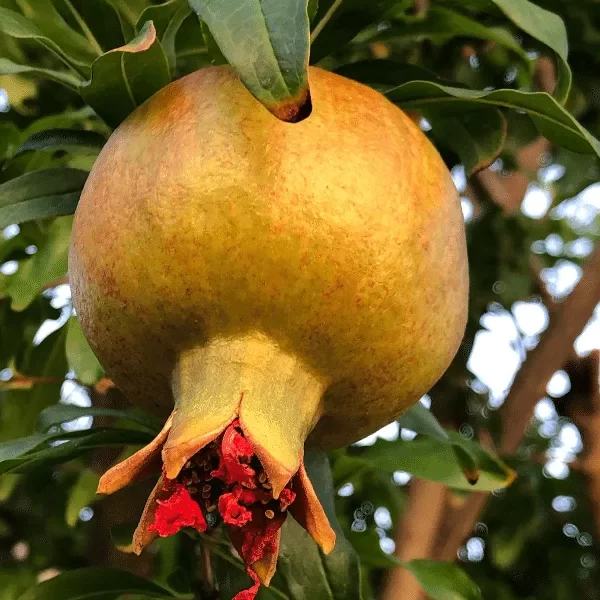 The Ultimate Step-by-Step Guide to Growing Pomegranates