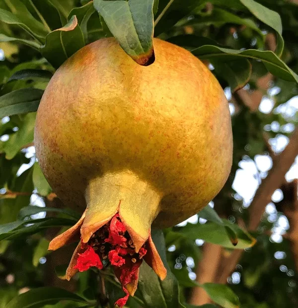 The Ultimate Step-by-Step Guide to Growing Pomegranates