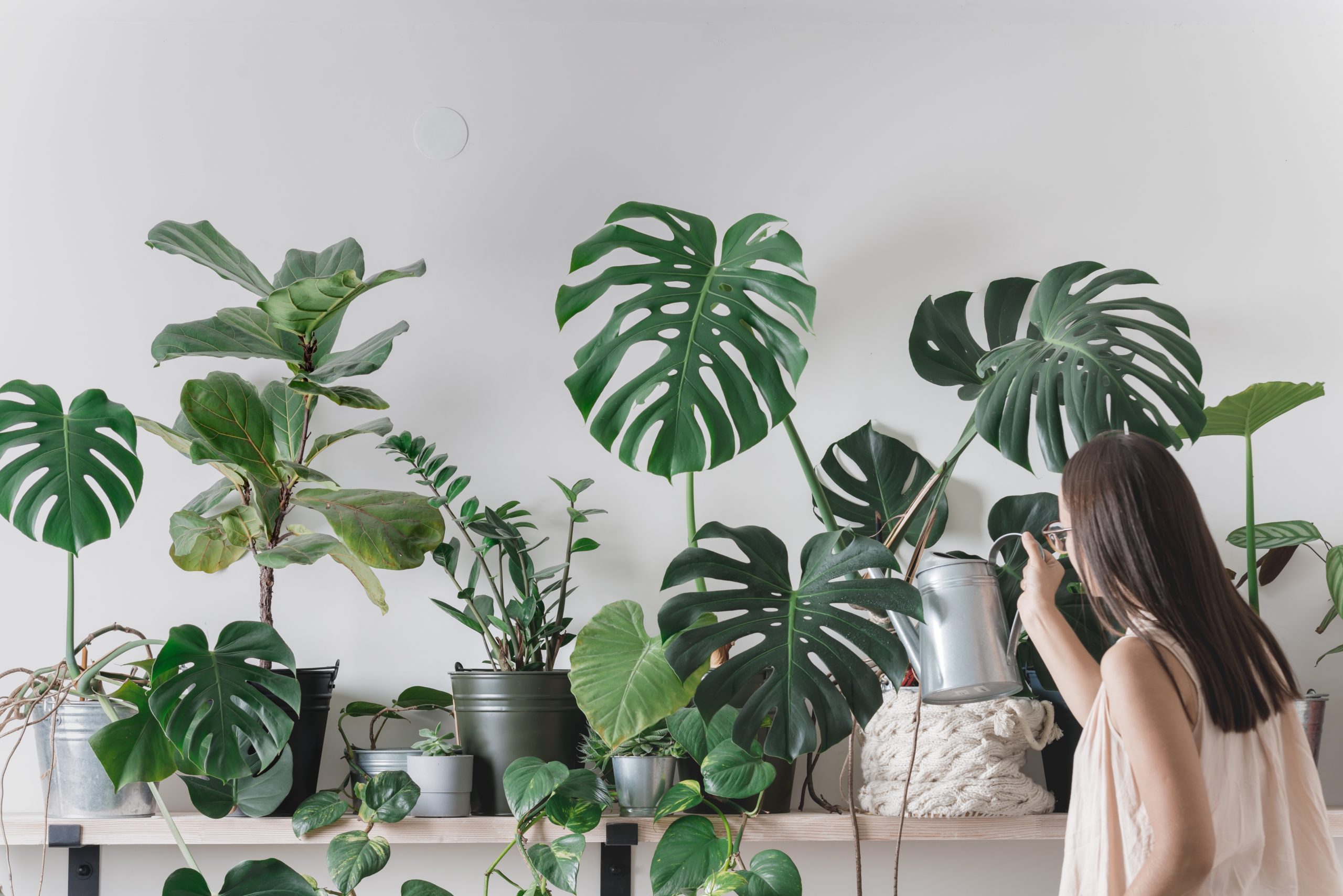 Training a Monstera Deliciosa: Tips for Success